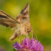 Kovolesklec gama - autographa gamma 0284